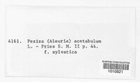 Helvella acetabulum image